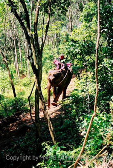 15 Thailand 2002 F1130011 Khao Lak Ausflug Elefantentrekking_478